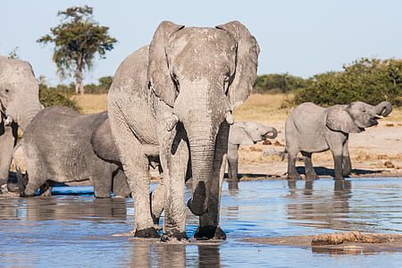 gray elephant ahead thumbnail