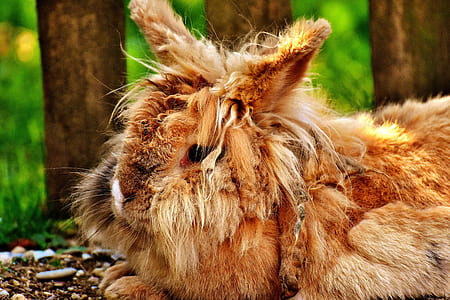 brown rabbit on ground thumbnail