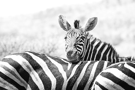 grayscale photo of zebra thumbnail