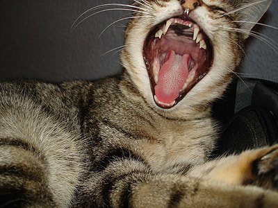 brown tabby cat yawning thumbnail