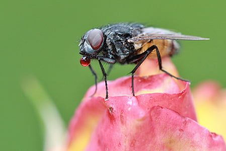 hoverfly perched on pink flower petal selective focus photography thumbnail