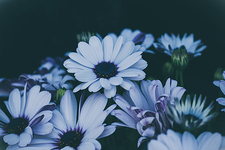 white and gray flowers thumbnail