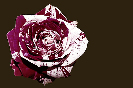pink flower thumbnail