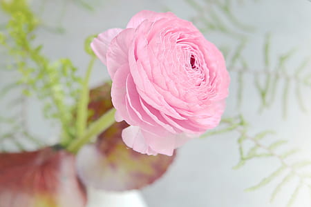 selective focus photography of pink Ranunculus flower thumbnail