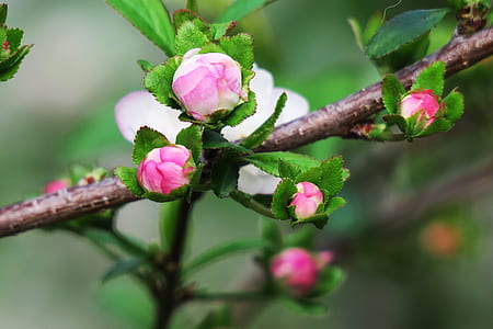 macro photo of pink and white camellia flowers thumbnail