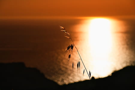 selective focus photography of leaves near body of water under golden hour thumbnail
