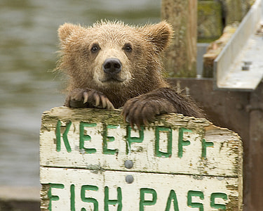 brown bear in front of wooden signage thumbnail