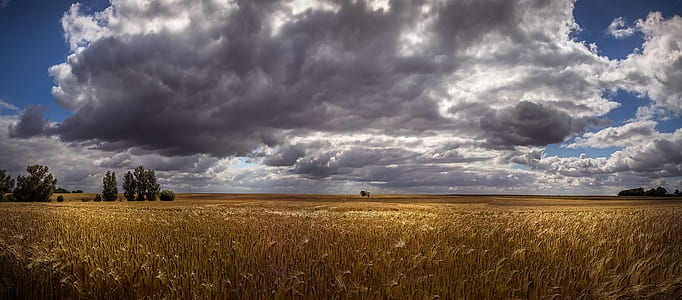 brown grass field under blue and white sky during daytime photography thumbnail