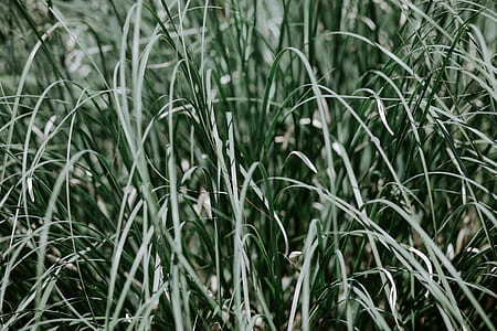 tall green leaf grass thumbnail
