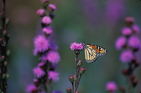 shallow focus photography of brown butterfly on pink flower thumbnail