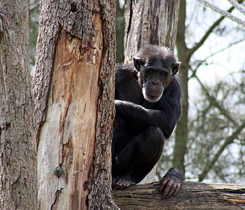 shallow focus photography of black monkey on tree branch thumbnail