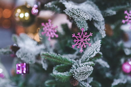selective focus photography of purple snowflake in green spruce tree thumbnail