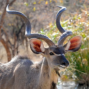 Brown Deer Eating Grass thumbnail