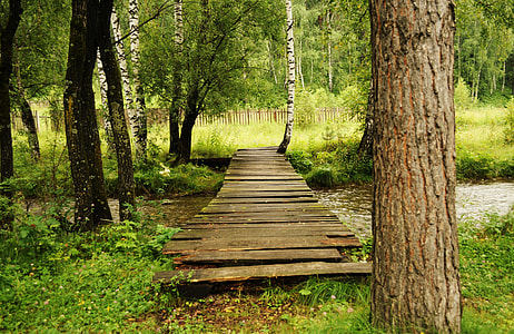 brown wooden pathway near body of water surrounded trees thumbnail