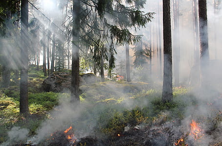 photo of forest fire thumbnail