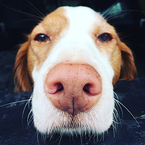 closeup photo of white and tan short-coated dog thumbnail