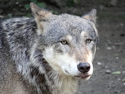 closeup photo of white, brown, and black wolf at daytime thumbnail