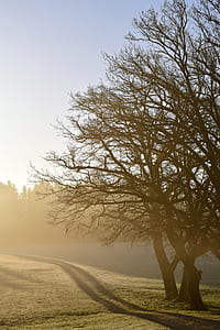 brown leafless tree under white sky thumbnail