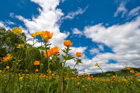 orange petaled flowers thumbnail