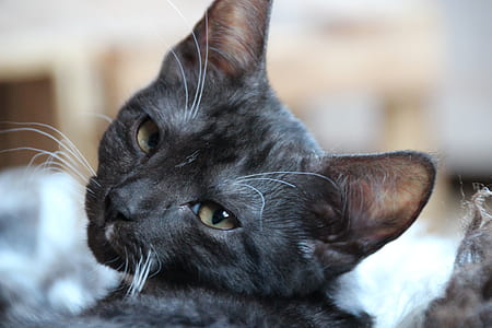 cat facing side thumbnail