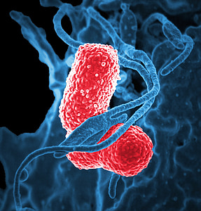 blue and red parasite illustration thumbnail