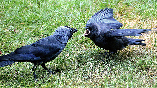 crow screaming at another crow thumbnail