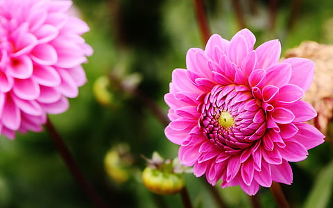closeup photo of pink petaled flowers thumbnail