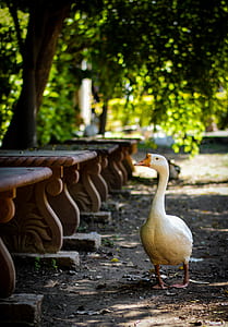 White Goose Standing Beside Concrete Bench Lot thumbnail