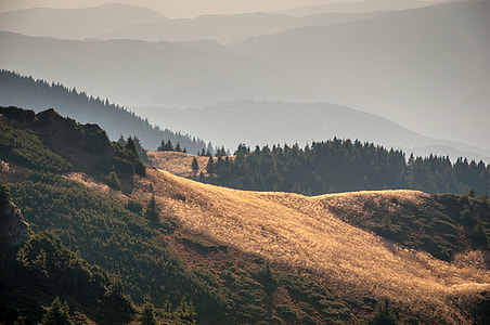 green trees on brown mountain at daytime thumbnail
