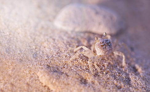 macro shot photography of gray crab thumbnail