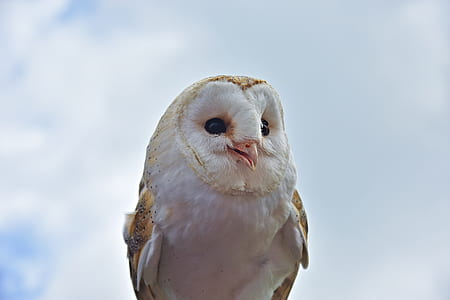 true owl on white background thumbnail