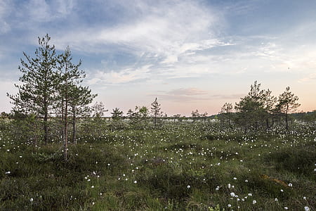green grass field under white sky thumbnail