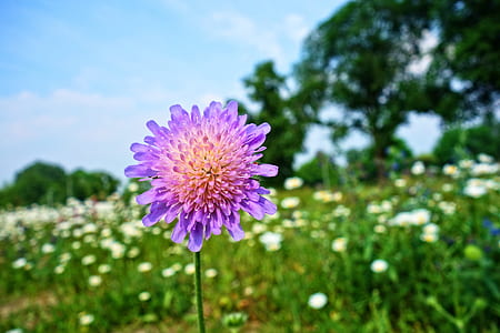 purple scabiosa flower in bloom at daytime thumbnail