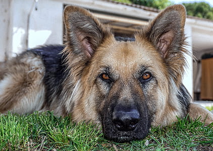adult black and tan German shepherd lying on grass at daytime thumbnail