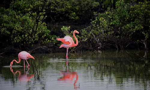 water, animal, birds, beak thumbnail
