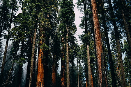 low-angle photo of forest duing daytime thumbnail