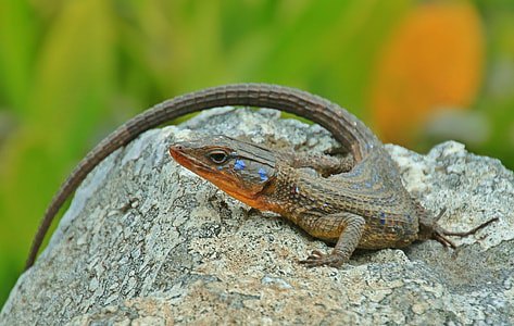 brown and black lizard on top of rock thumbnail