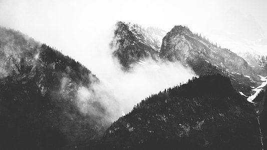 grayscale photo of green forest on mountain thumbnail
