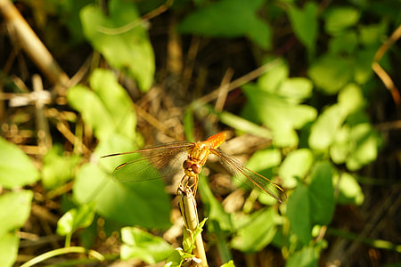 Dragonfly, Insect thumbnail