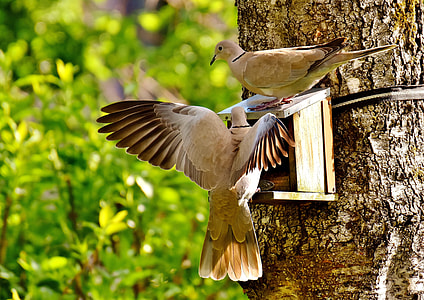 closeup photography of two bird on tree thumbnail