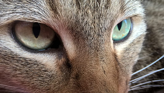 brown and gray cat thumbnail