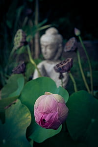 pink lotus flower near Buddha figurine thumbnail
