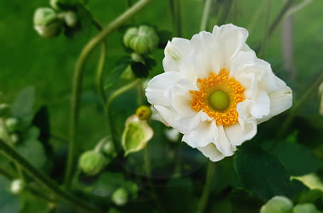 white petaled flower in bloom thumbnail