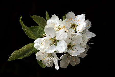nature, flowers, petals, blur thumbnail