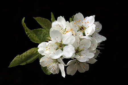 closeup photo of white petal flower thumbnail