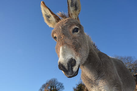 brown donkey face closeup photo thumbnail