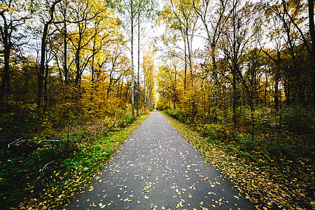 pathway in the middle of green trees thumbnail