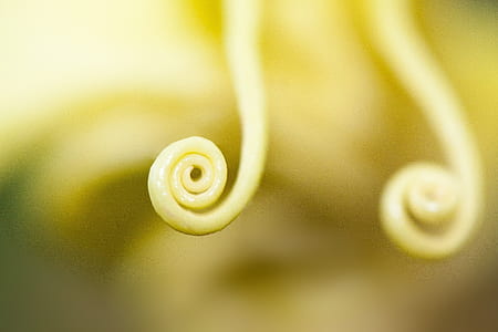 yellow spiral cream thumbnail