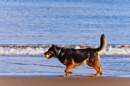 dog fetching a ball near seashore thumbnail