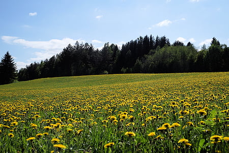yellow daisy flower field at daytime thumbnail